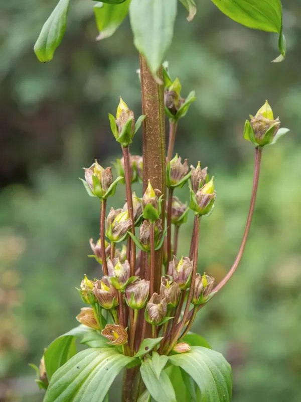 Swertia hookeri