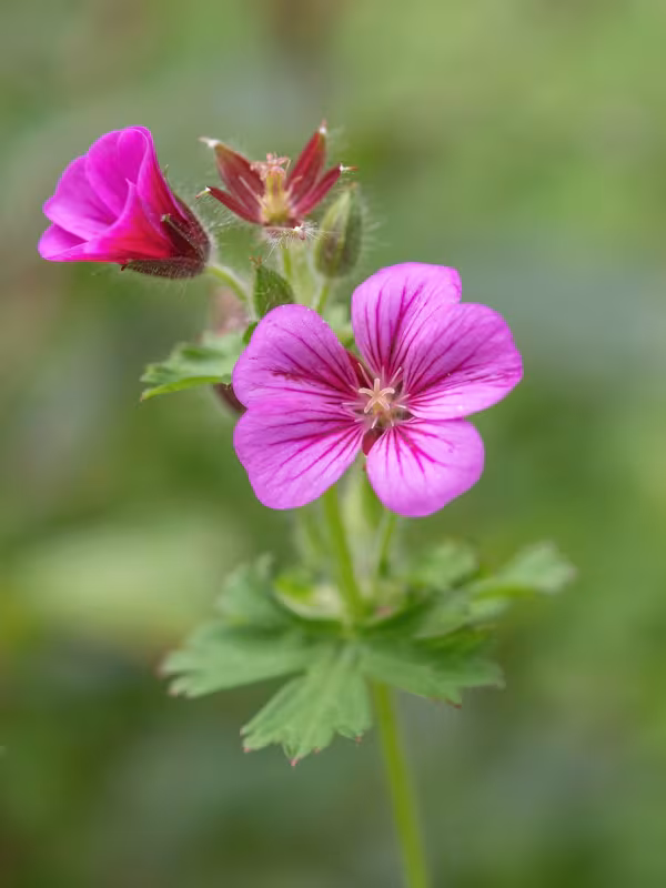 Geranium polyanthes