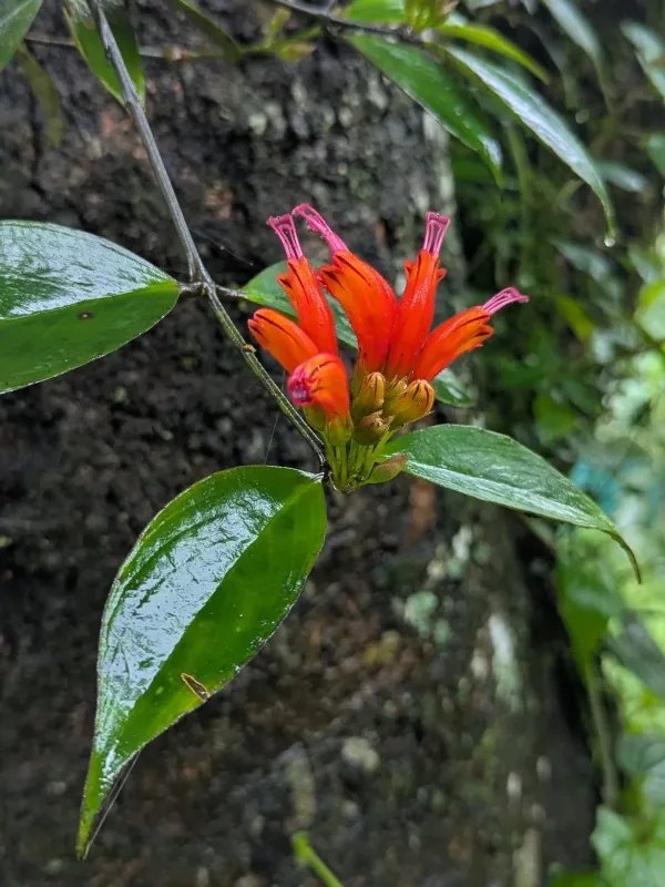 Aeschynanthus parviflorus