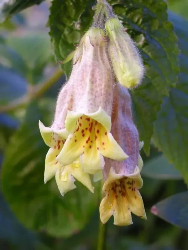 Loxostigma griffithii