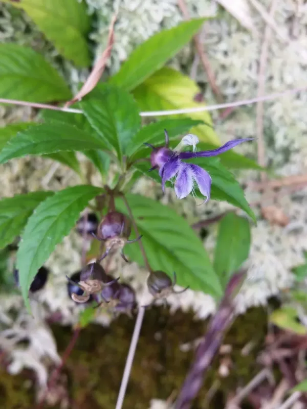 Mountain lobelia