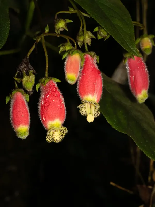 Kohleria