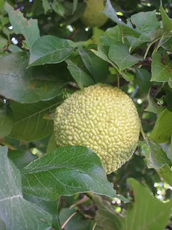 Маклюра оранжевая