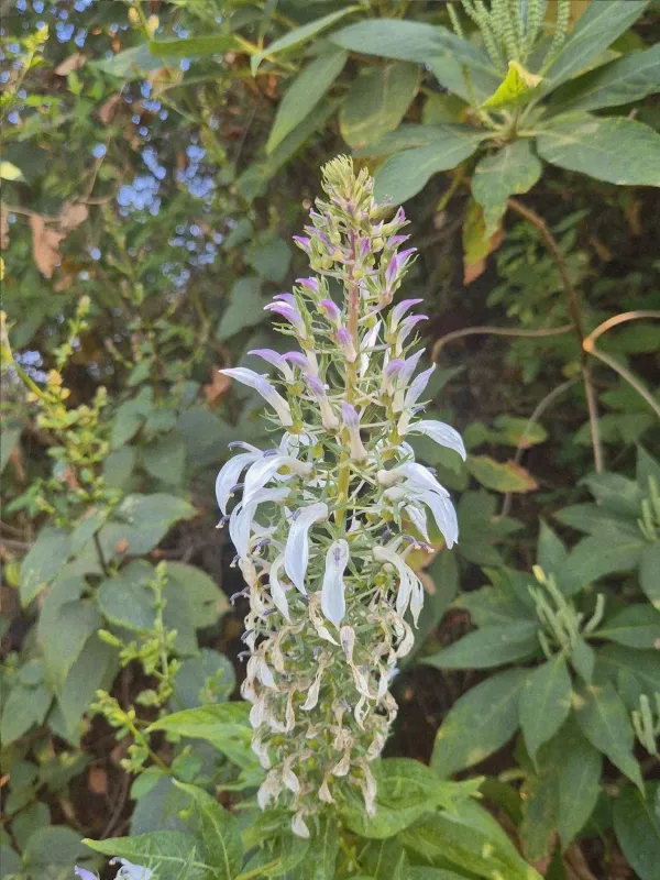 Lobelia nicotianifolia