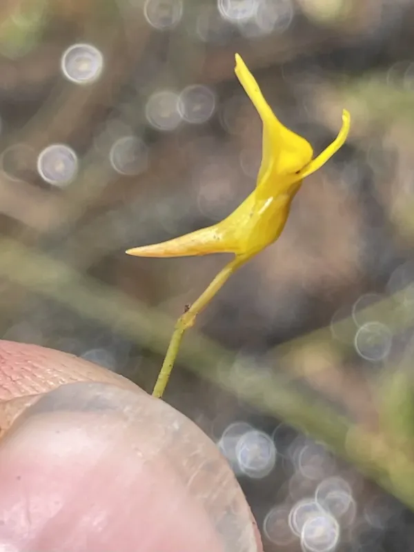Climbing bladderwort