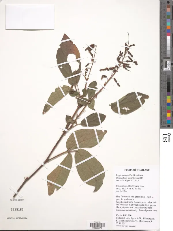 Desmodium multiflorum