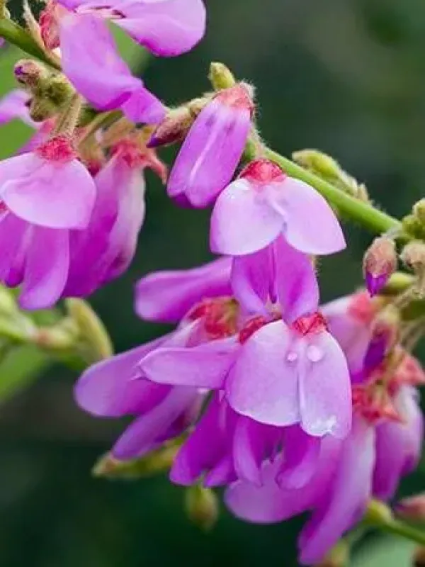 Desmodium elegans