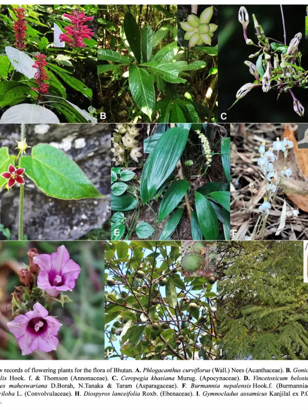 Gymnocladus assamicus