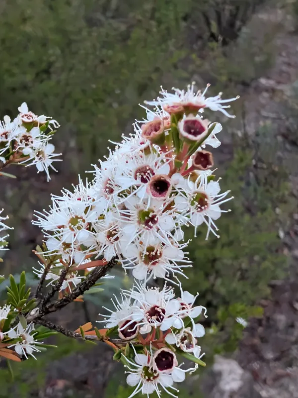 Kunzea