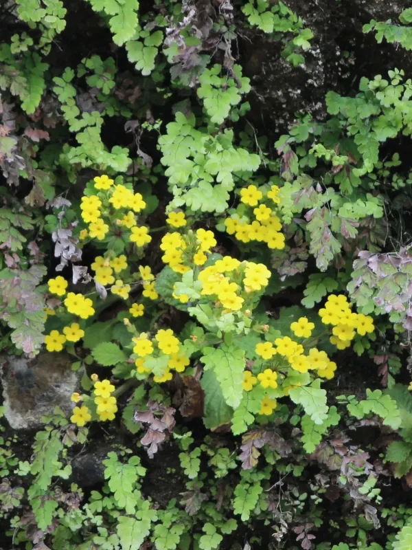 Primula floribunda