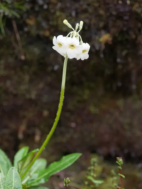 Primula obliqua
