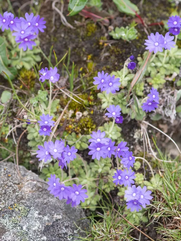 Primula primulina