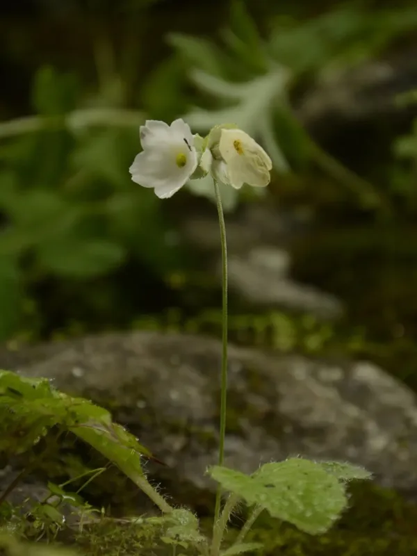 Reid's Primrose