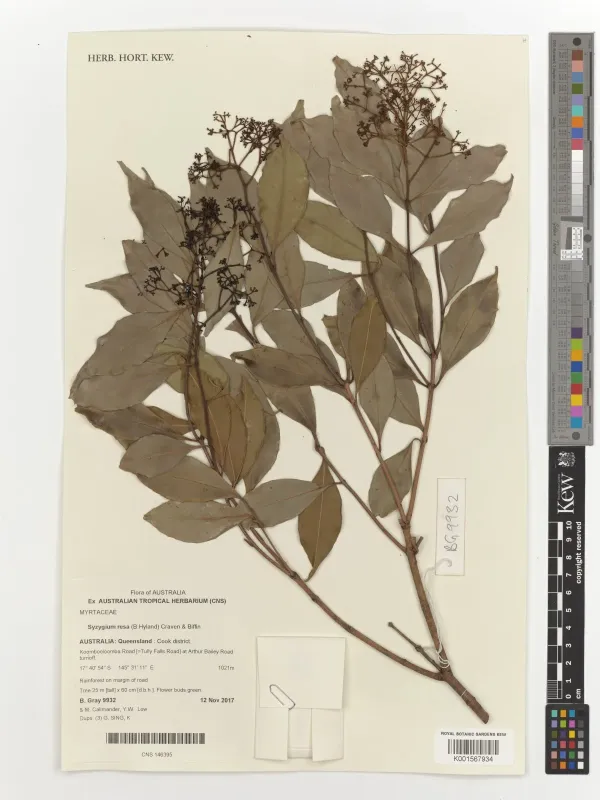 Syzygium