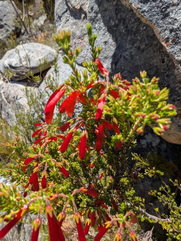 Erica haematosiphon