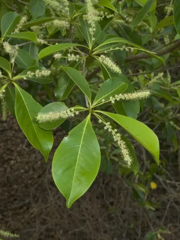 Terminalia sericocarpa