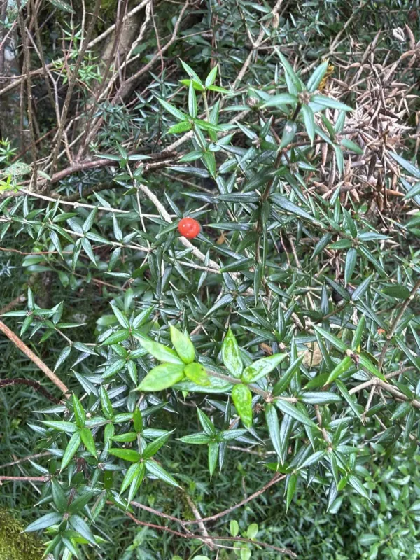 Chain fruit