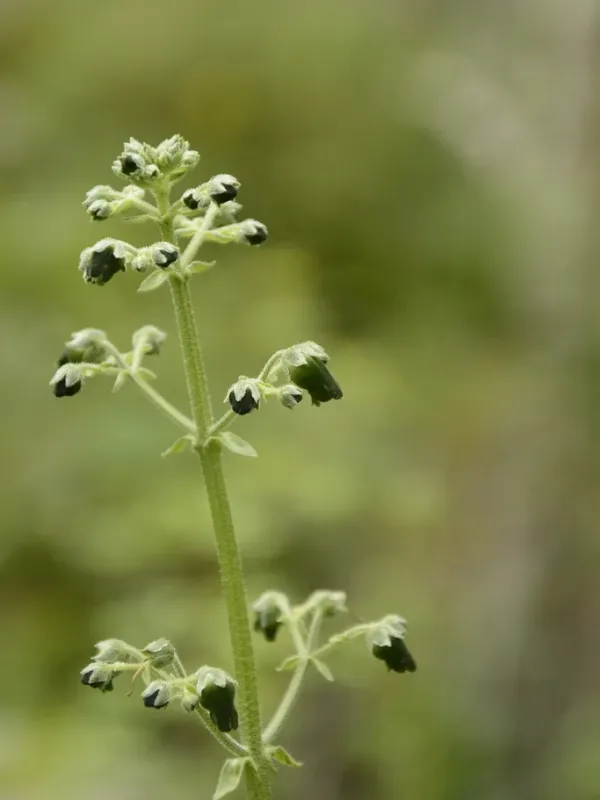 Edgeworth's figwort