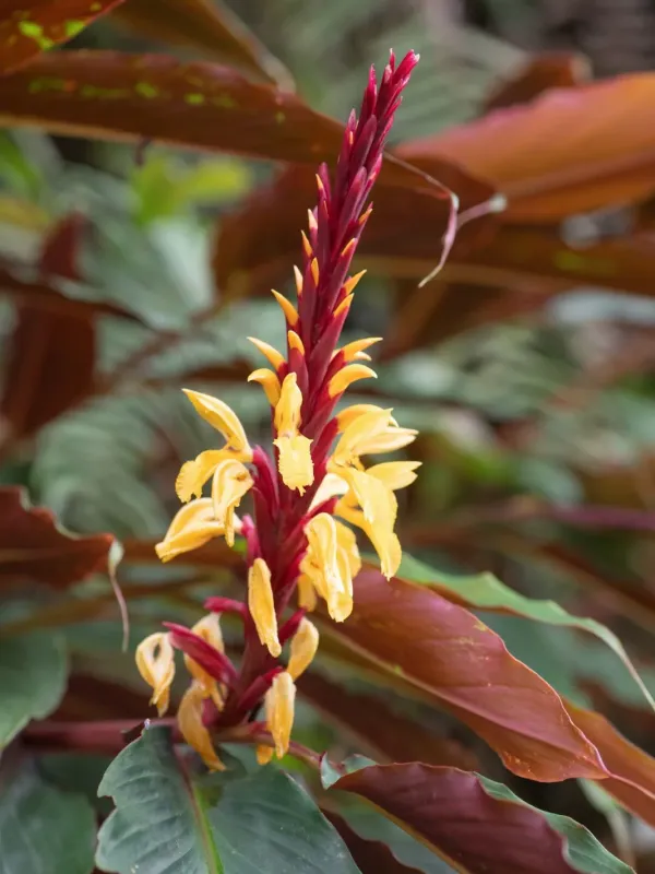 Cautleya robusta