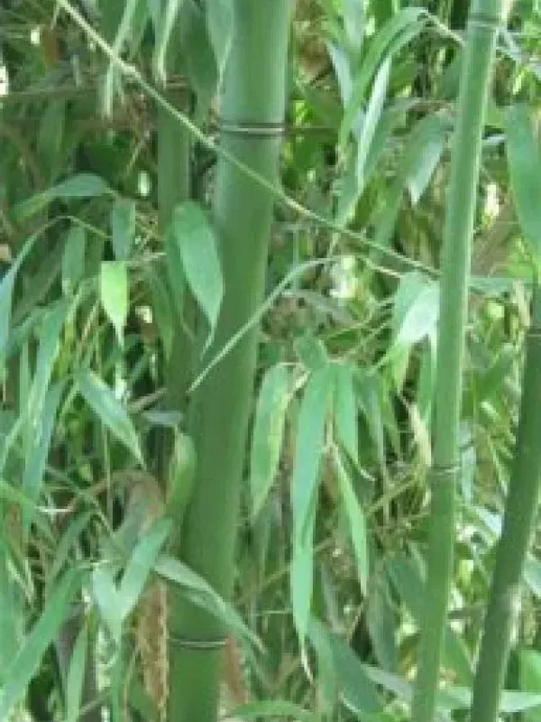 Phyllostachys mannii