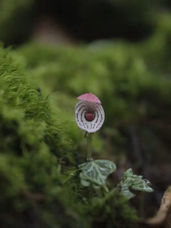 Himalayan helmet orchid