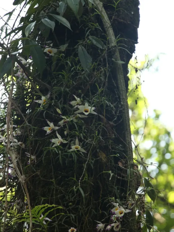 Dendrobium falconeri