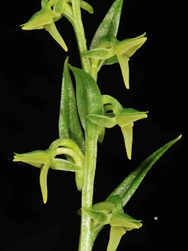 Platanthera pachycaulon