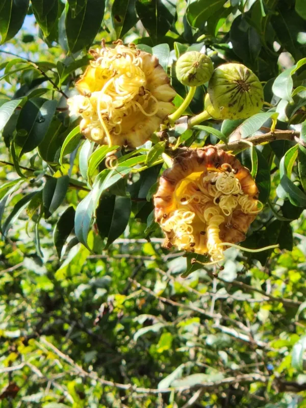 Lafoensia punicifolia