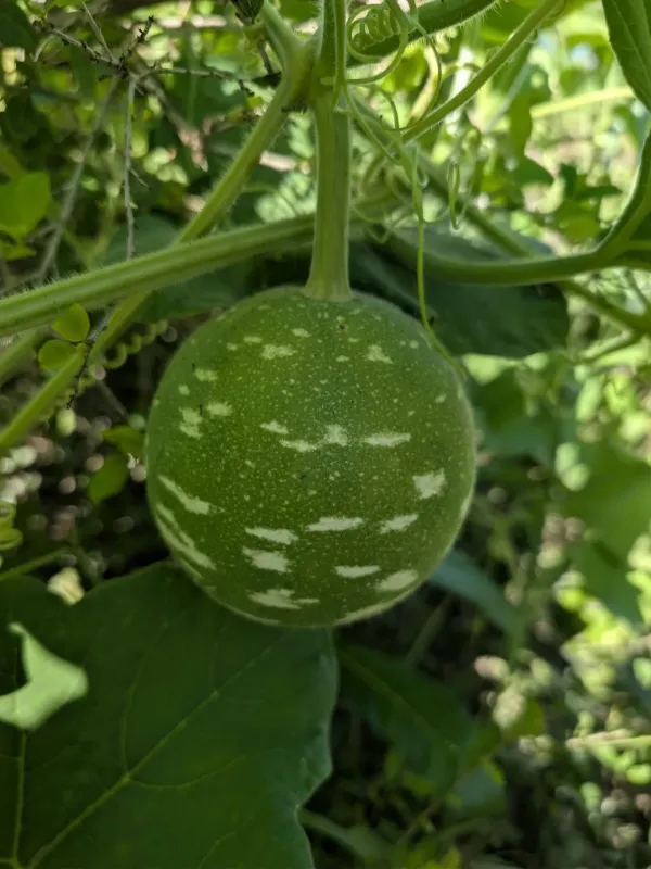 Лагенария шаровидная