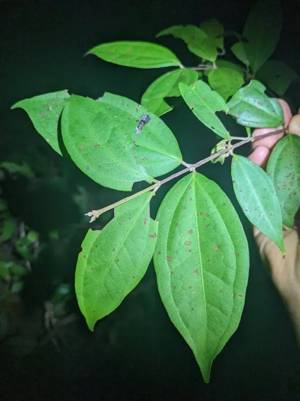 Rhodamnia sessiliflora