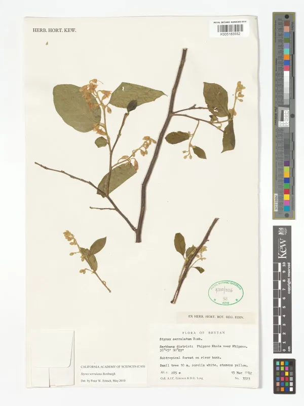 Styrax serrulatus