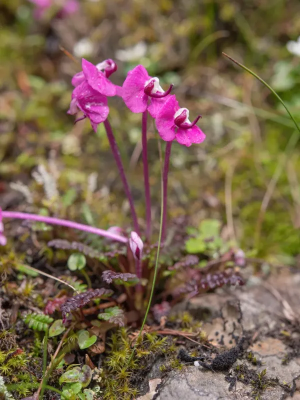 Pedicularis siphonantha