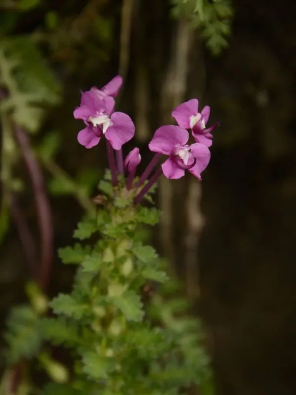 Pedicularis punctata