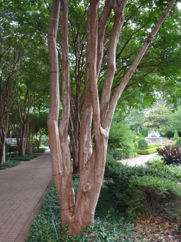 Lagerstroemia hybrid