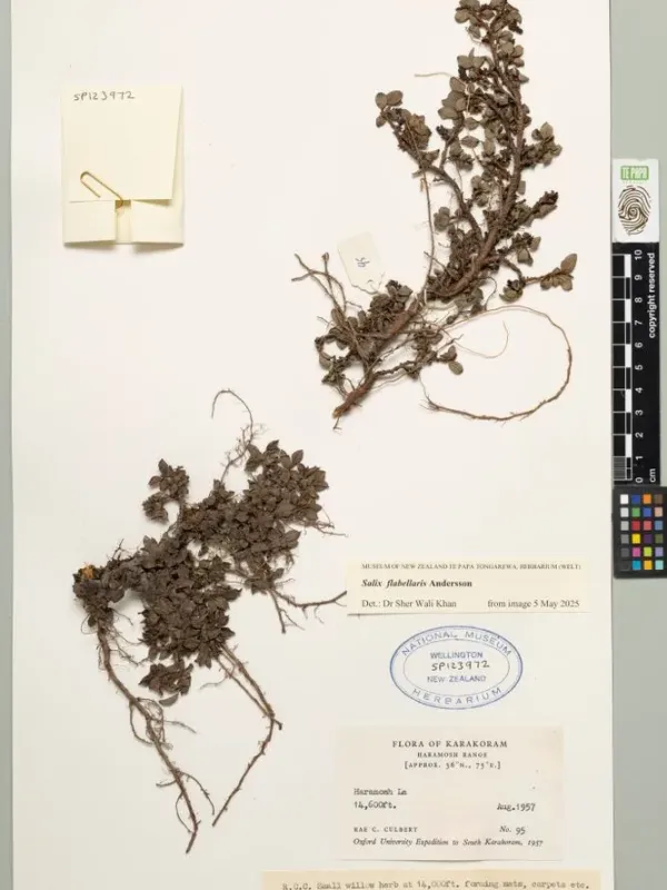 Fan-leaved willow
