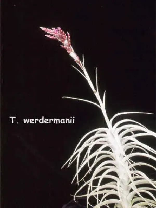 Tillandsia werdermannii