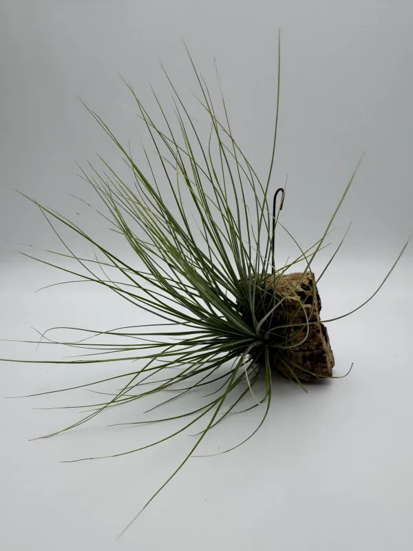 Tillandsia setiformis