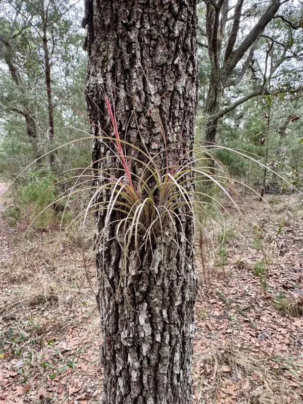 Tillandsia simulata