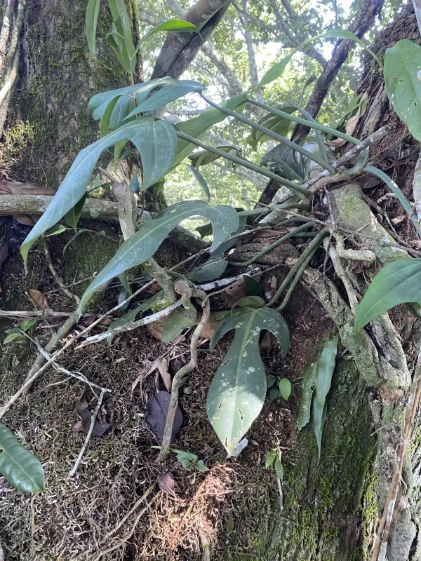 Philodendron panduriforme