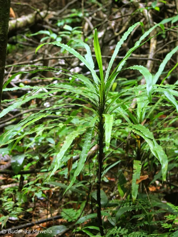 Alsophila sinuata