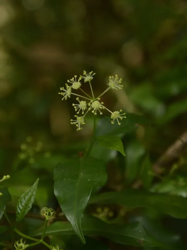 Blachia umbellata