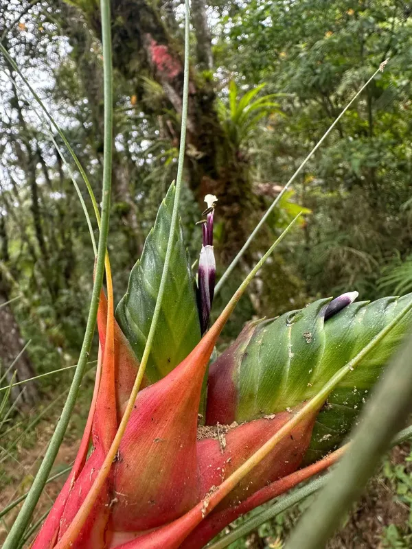 Tillandsia punctulata