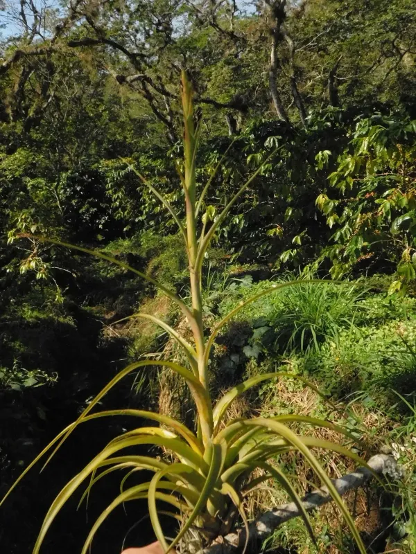 Tillandsia polystachia