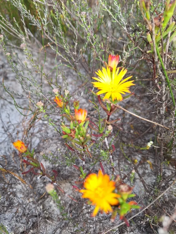 Lampranthus