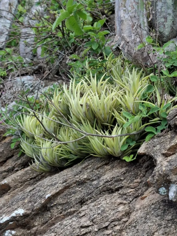 Tillandsia neglecta
