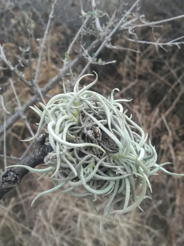 Tillandsia myosura