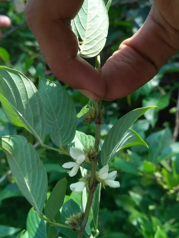 Dendrolobium triangulare