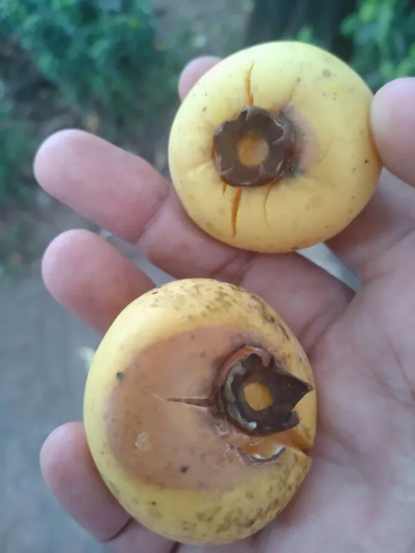 Diospyros decandra