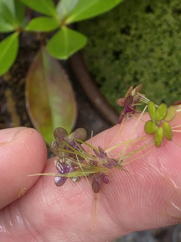 Landoltia punctata