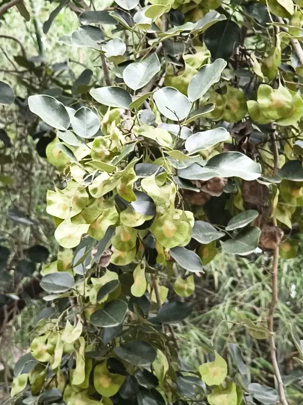 Pterocarpus marsupium